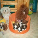 말티와푸들이사는집 이미지