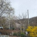 DORANI ) 벚꽃명소로 유명한 홍천 산으로캠핑장, 벚꽃명당 2구역 4번 후기