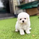 데려가개 | 다양한 혜택과 함께 가족만들기 전주강아지분양 고양이분양 24시데려가개 전주점