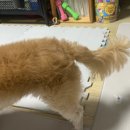 펫트리멍 | 소미 미용하고 오다! 구운동애견미용 펫트리멍, 곰돌이컷 🐻‍❄️