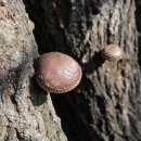 이성종 농장 이미지