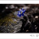 어느 봄날 / 보석상자=정채인 작가님 카톡으로 보내온 내용 이미지