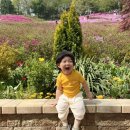 군포경찰서 | 2026 군포 철쭉축제 아이랑 놀거리 철쭉마켓 체험부스 + 근처 맛집