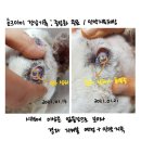 이수의과병원부설수정소 | 강아지 안구 질환 : 각막 상처로 인한 궤양, 그래서 방문한 제주대 동물병원