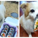 댕댕수라간 이미지