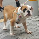 오라켄넬 이미지
