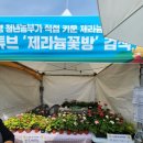 청년모종 | ​[고령 대가야 축제]청년농부가 키운 '제라늄꽃방' 득템 후기