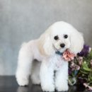 베베펫살롱 이미지