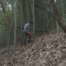 신비로-10 이미지