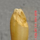 황금밥상 이미지