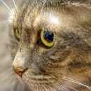 사바나동물병원 이미지