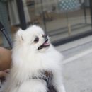 이자매펫미용원 이미지