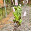 선향농장 이미지