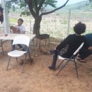 우정진도개 이미지