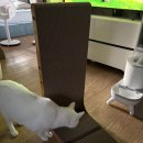 블루펫 | 고양이 스크래처 부족하면 생기는 일｜알리 블루펫 수직·타원형 스크래처 구매 후기