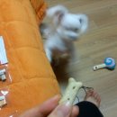 퍼피스캔들 | 퍼피스캔들구매후기) 두번째 구매 &gt;.&lt;잇힝