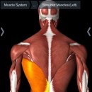 머슬메카 이미지