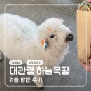 사랑목장 | 대관령 하늘목장 양떼목장 겨울 날씨 후기(대관령 눈꽃축제 목장 패키지)