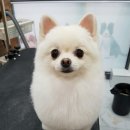 마이독 이미지