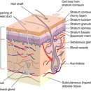 그레이스리뷰티라인 이미지