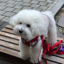 식물원 강아지 | [서울식물원] 애견동반 가능? 마곡 산책 직접 다녀온 후기🐶