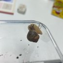 방달팽이 연구소 | 6.26 달퐁이 집 바꾼 후기