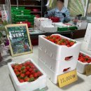 새자리농원 | 경주 내남 딸기 마이스터의 집 상평 농원 내돈내산 솔직후기 !!! 설향 딸기