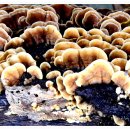 버섯마을 이미지