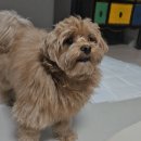 강아지맘마연구소 이미지