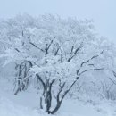 첫눈에평창 이미지