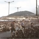 (주)씨포스트제주 네이버블로그