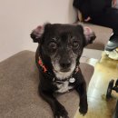 핫도그 애견 이미지