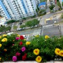 송이송이 이미지