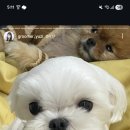 다녀오개습니다 네이버블로그