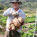 권씨농장 이미지