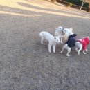 소망애견 이미지