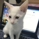 Dear My Pet 이미지