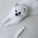 빗질해줄개 | 강아지 미스트 추천 | 엉킨 털 브러싱이 편해진 플란다스의 개 디탱글러 후기