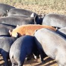 청초목장 이미지