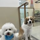 에꼴드펫 이미지