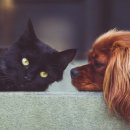 하하 동물병원 이미지