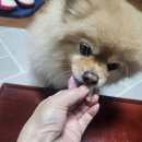 개밥짓는남자 | 홍대애견수제간식은 '개밥 짓는 남자'! 추천~