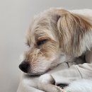 아꼬아 펫 살롱 이미지