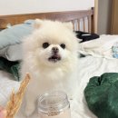 펫 온 - Pet on | 반려견 수제간식 강아지 닭고기 추천 후기 닥터온펫