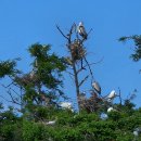 백로서식지 | 여주역사여행길- 신접리 백로 왜가리 서식지 이야기(2)