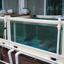 바다마을횟집 | 정동진 현지인 맛집 먹방 유튜버가 직접 찾은 바다마을횟집 촬영 후기