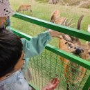 제일사슴농장 이미지