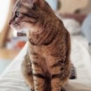 라비앙도그 이미지