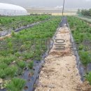 해송2로 이미지