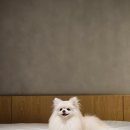 경주유치원 | 경주애견동반호텔 키녹 디럭스B 숙박 후기